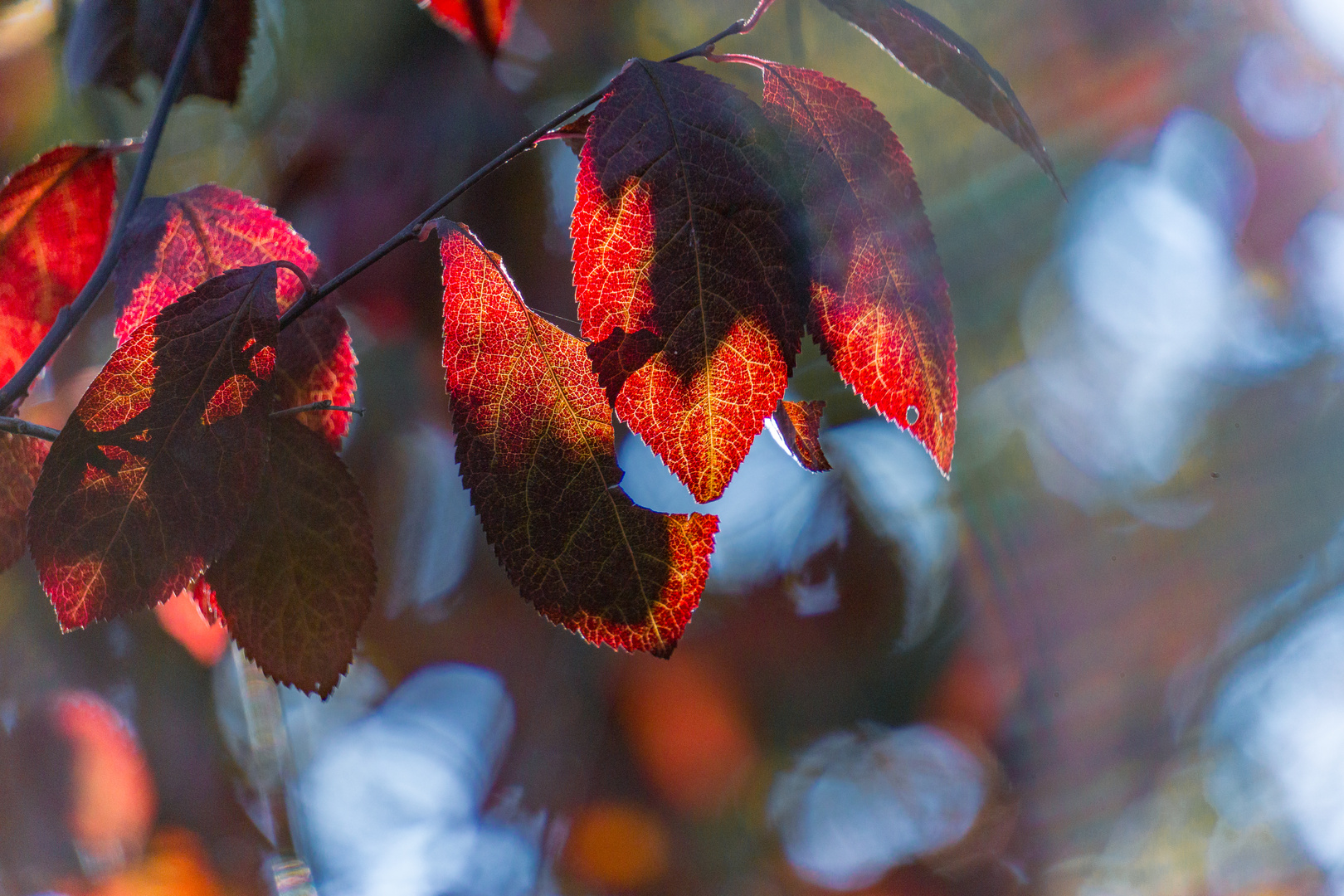 Blätter in der Herbstsonne