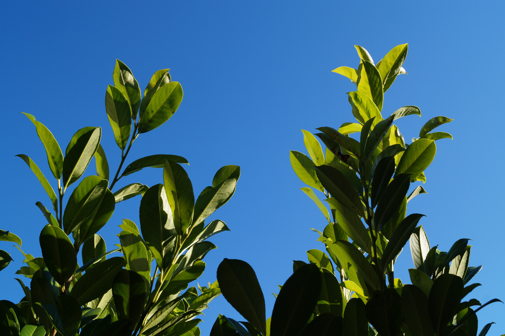 Blätter in der Sonne