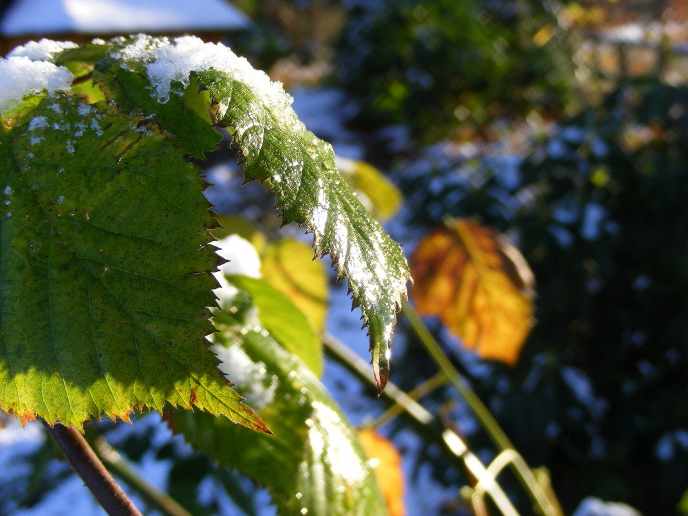 Blätter in der Wintersonne