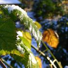 Blätter in der Wintersonne