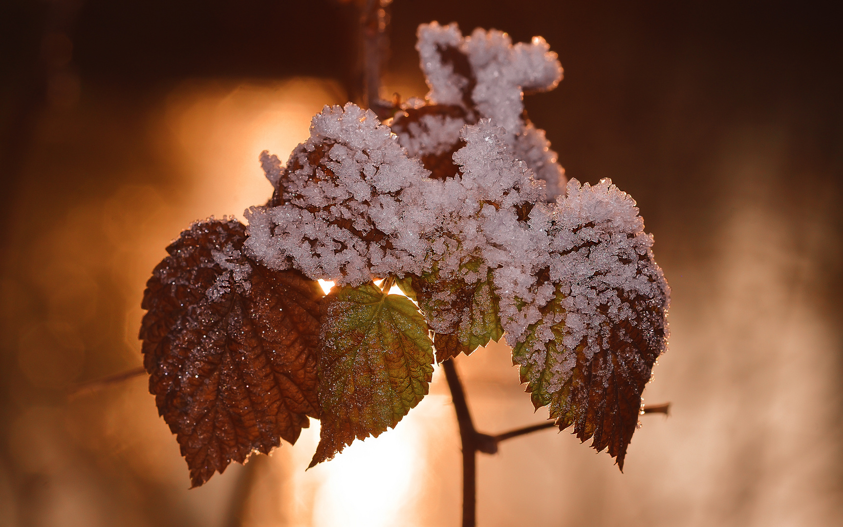 Blaetter-in-Eismantel