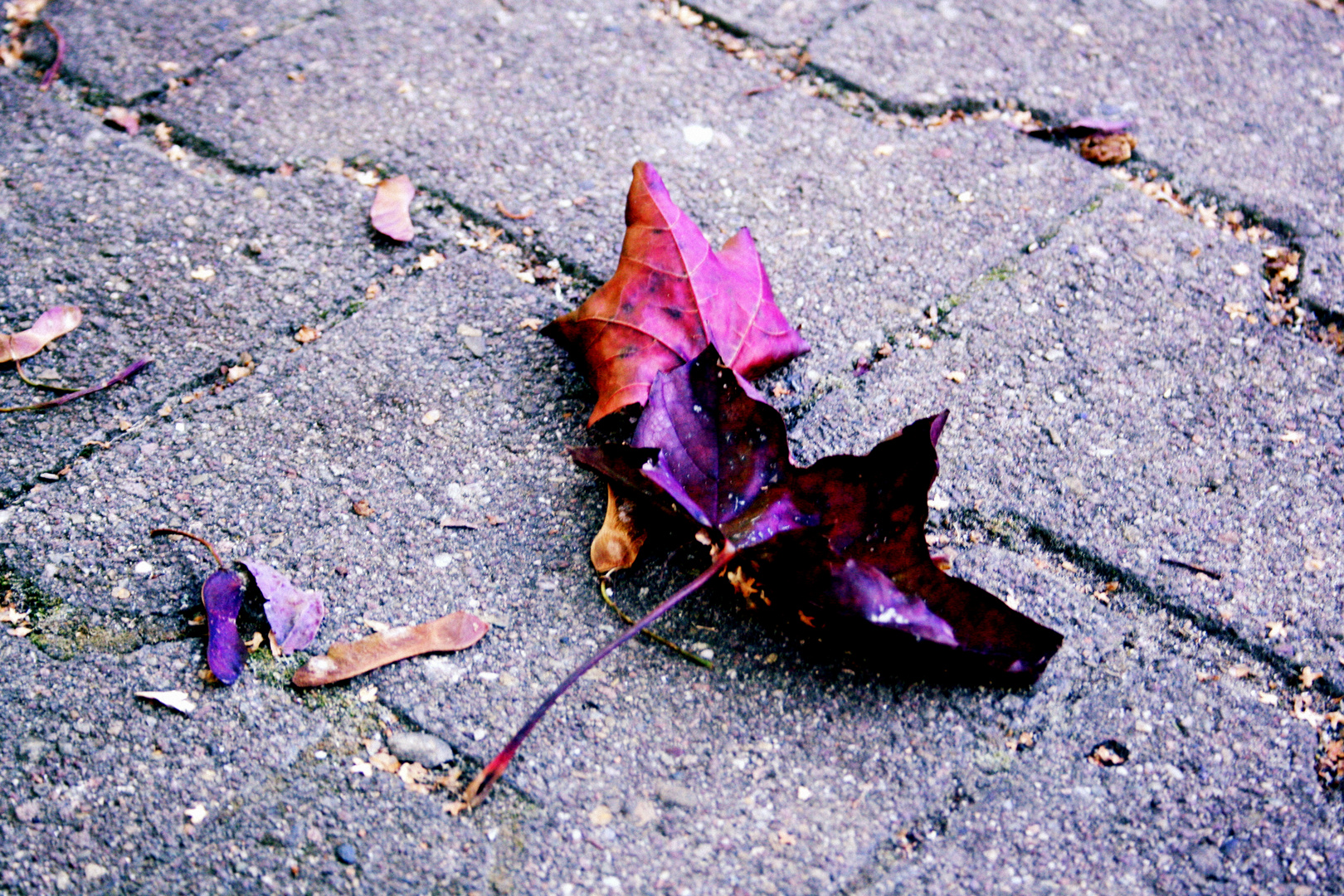 Blätter in Herbstfarben