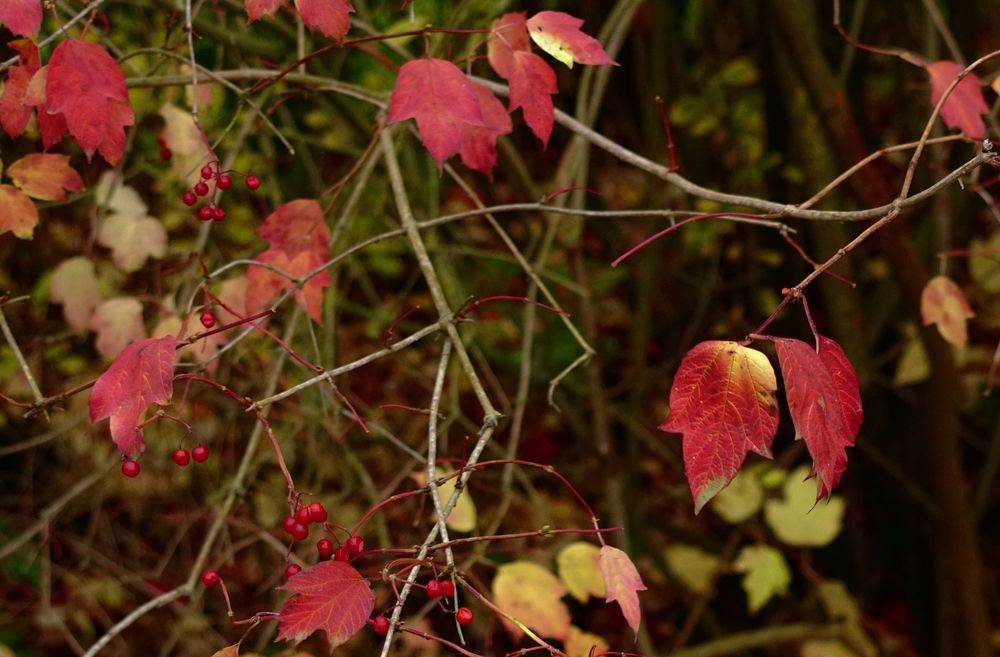Blätter in Herbstfarben