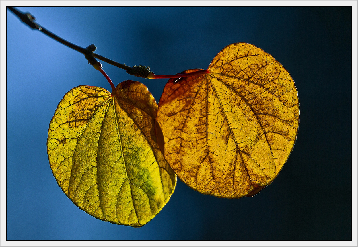 Blätter in Herbstlaune