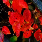 Blätter in rotem Gewand