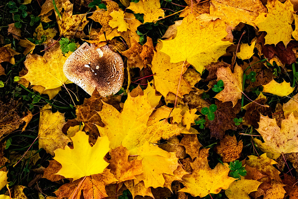 Blätter Klee Pilz