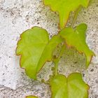 Blätter-Kunst