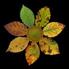 Blätter-Lebenszyklus
