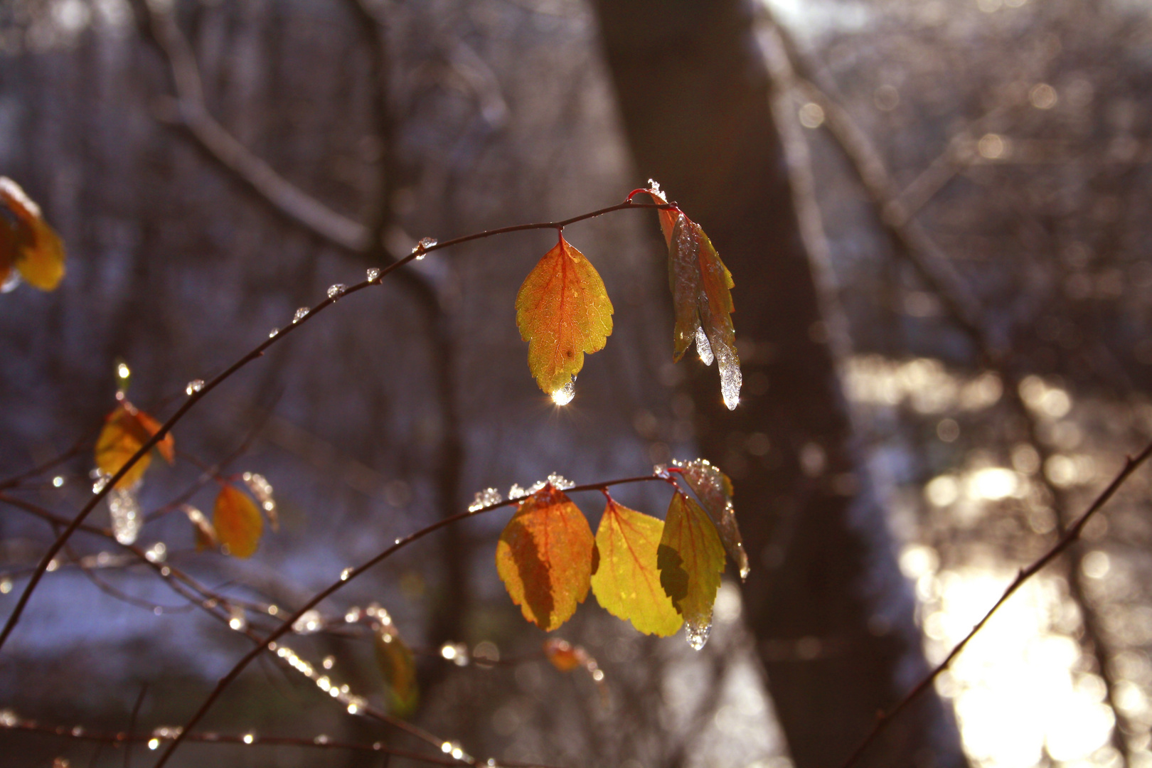 Blätter mit Eis im Herbst