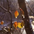 Blätter mit Eis im Herbst