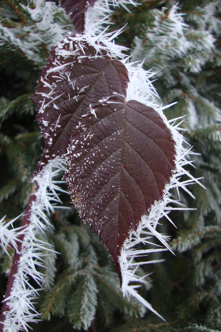 blätter mit frost