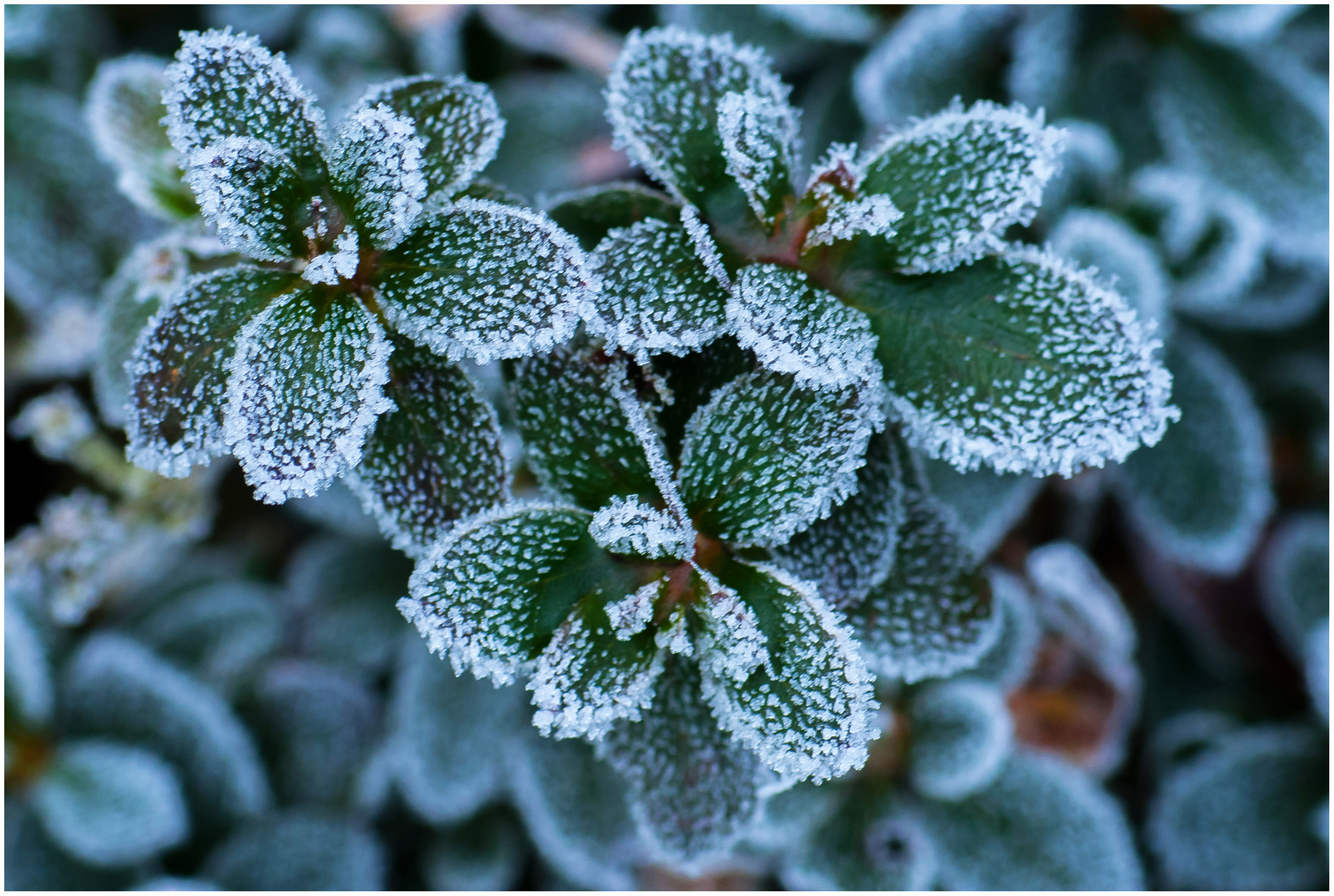 Blätter mit Frost