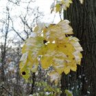 Blätter mit Schnee