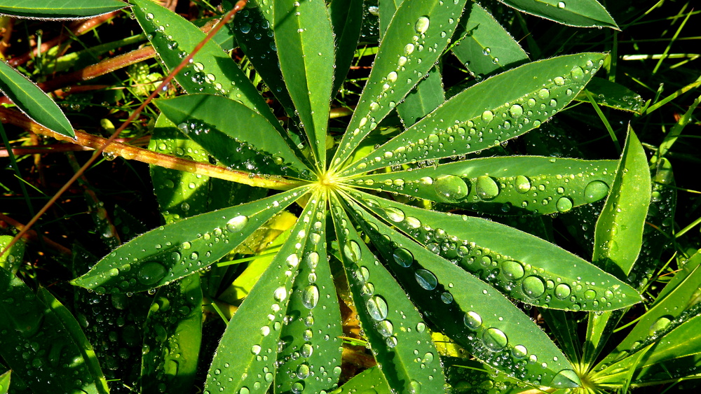 Blätter mit Wasserperlen