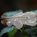 Blätter mit Wassertröpfchen