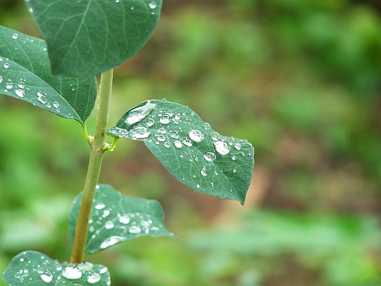 Blätter nach dem Regen