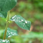 Blätter nach dem Regen