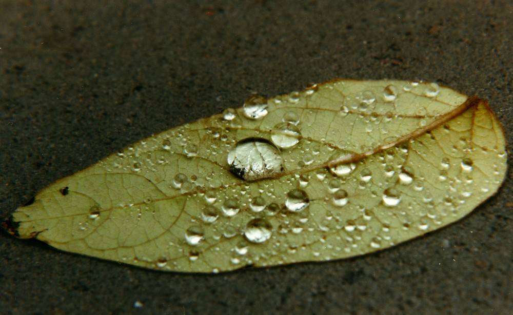 Blätter Regen von Dirk Goyahlka