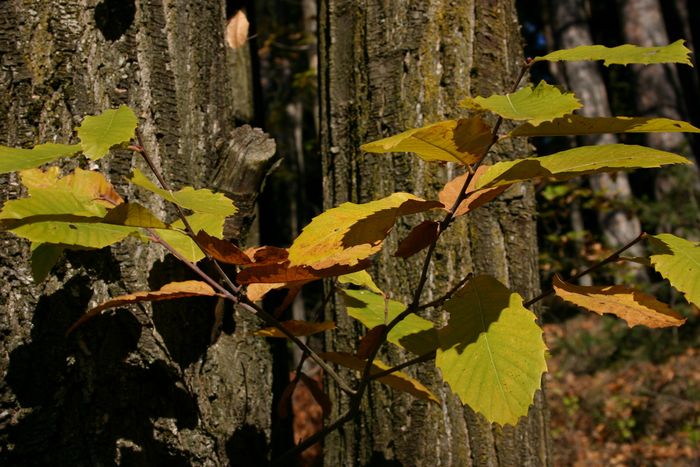 Blätter, Schatten und Rinde