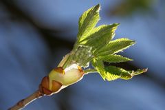 Blätter strecken sich - endlich Frühling