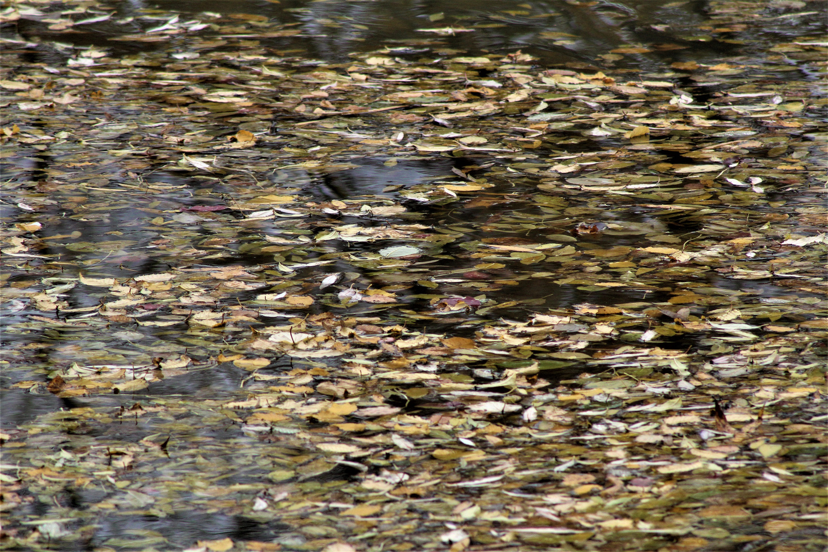 Blätter über Blätter  treiben auf dem Teich 