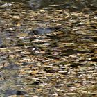 Blätter über Blätter  treiben auf dem Teich 