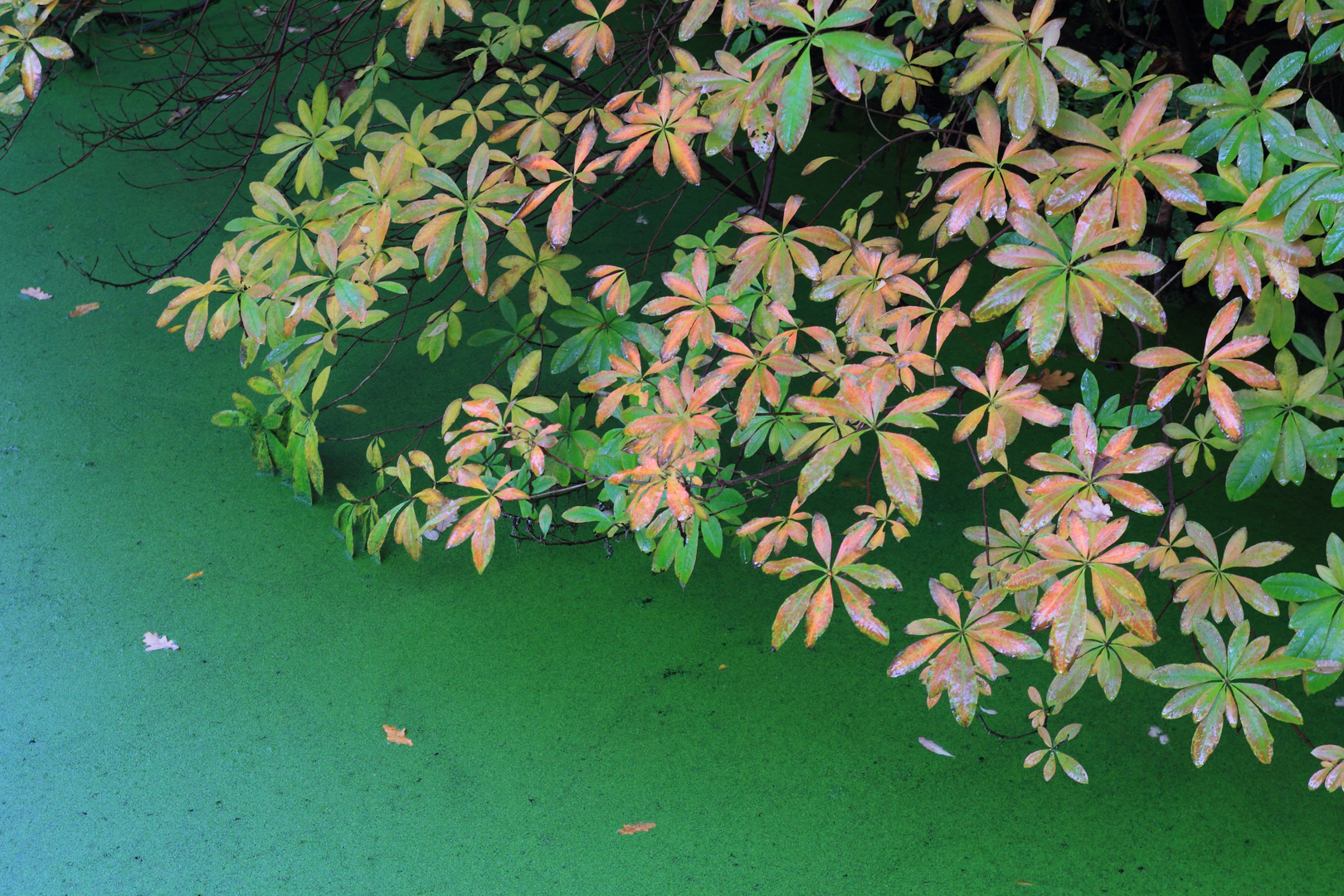 Blätter über grünem Wasser