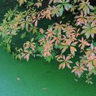 Blätter über grünem Wasser