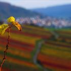 Blätter überm Weinberg