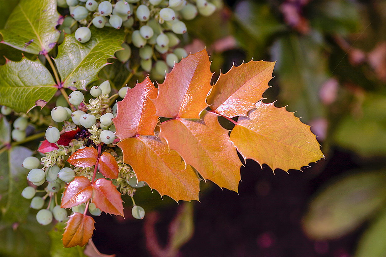 Blätter und Beerenim Herbst