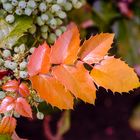 Blätter und Beerenim Herbst