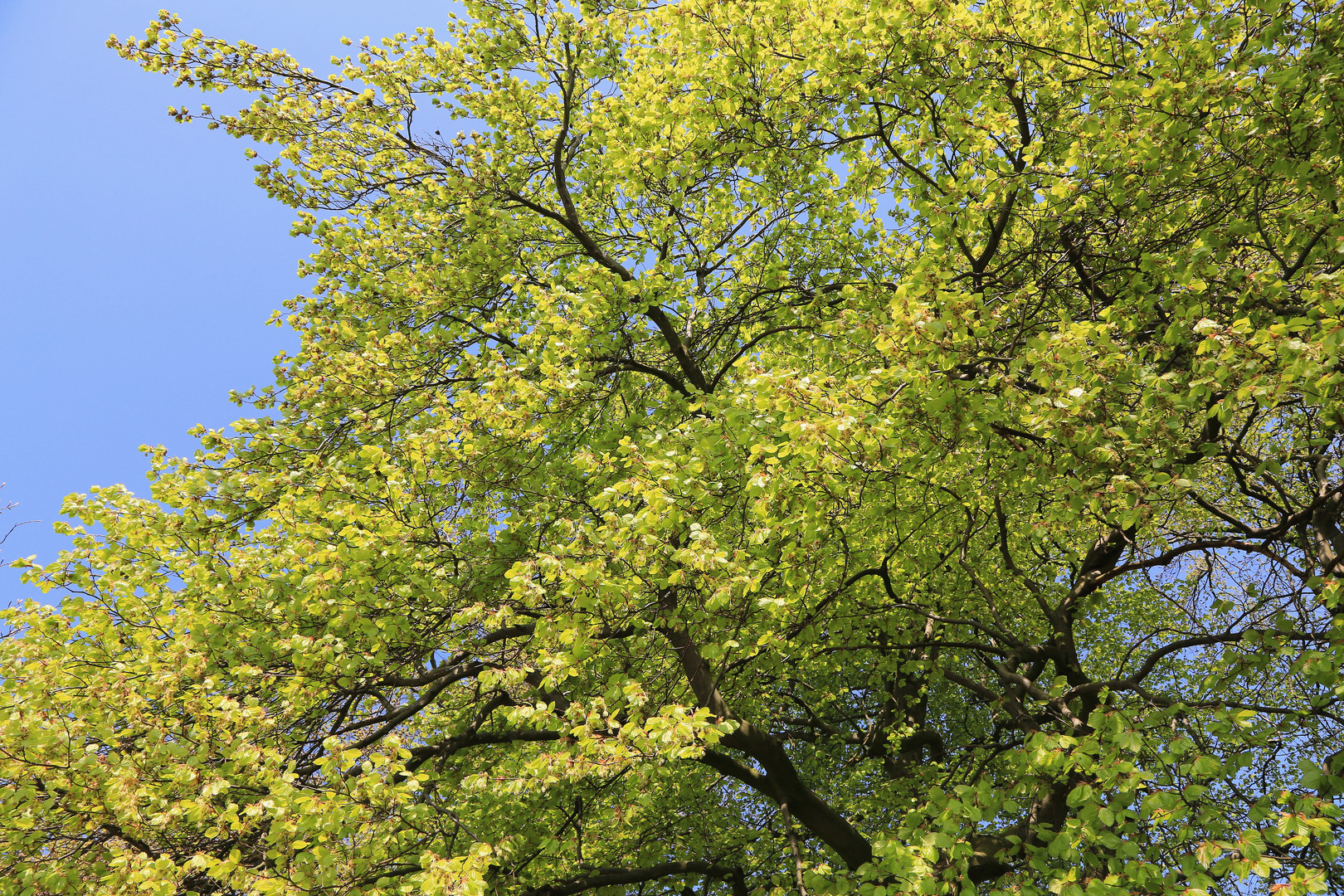 blätter und blüten