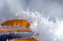 Blätter und Schnee