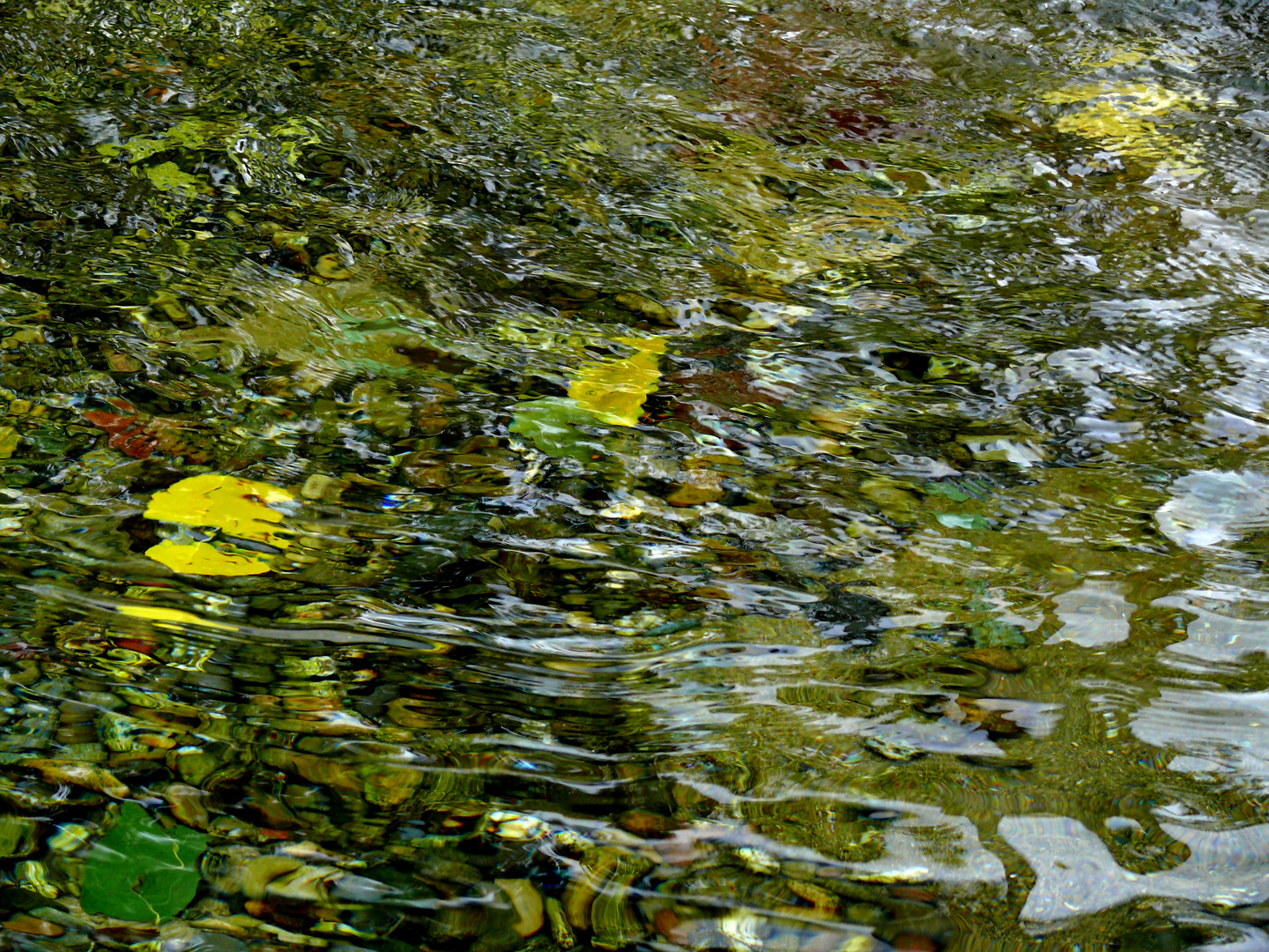 Blätter unter Wasser