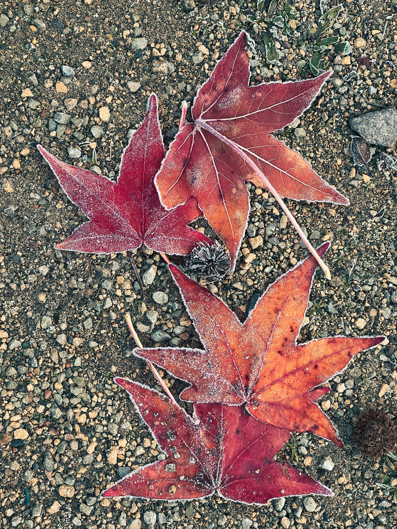 Blätter vom Amberbaum