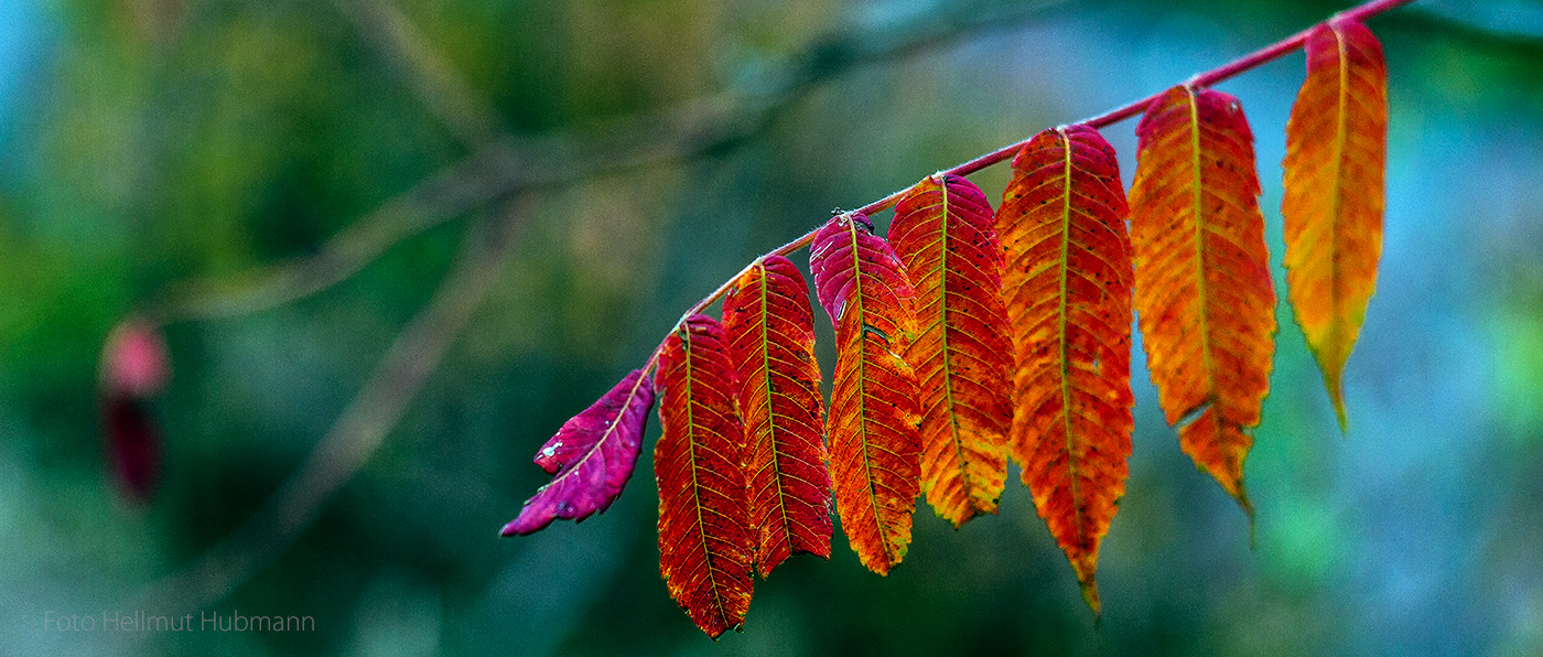 BLÄTTER VOM ESSIGBAUM - HERBST UND BLENDE 2,8