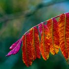 BLÄTTER VOM ESSIGBAUM - HERBST UND BLENDE 2,8