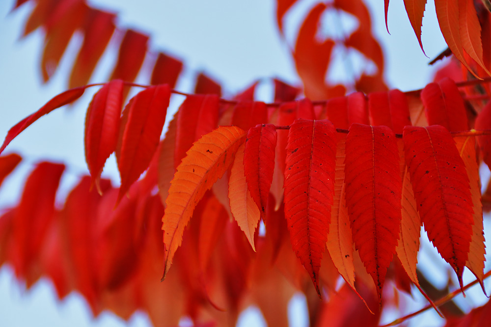 Blätter vom Essigbaum im herbstlichen Ambiente