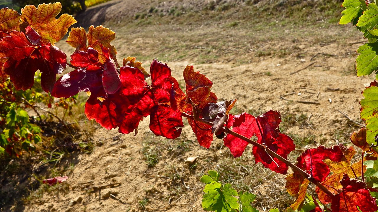 Blätter vom Rotwein