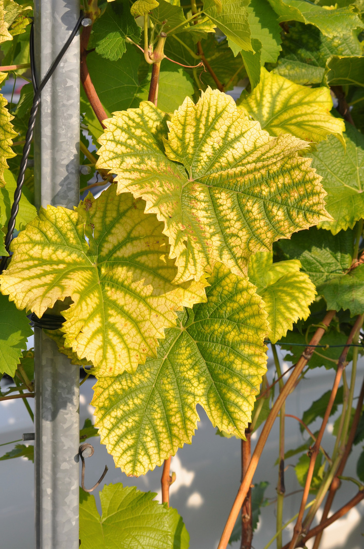 Blätter vom Weinstock Foto & Bild blumen und pflanzen , natur