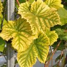 Blätter vom Weinstock