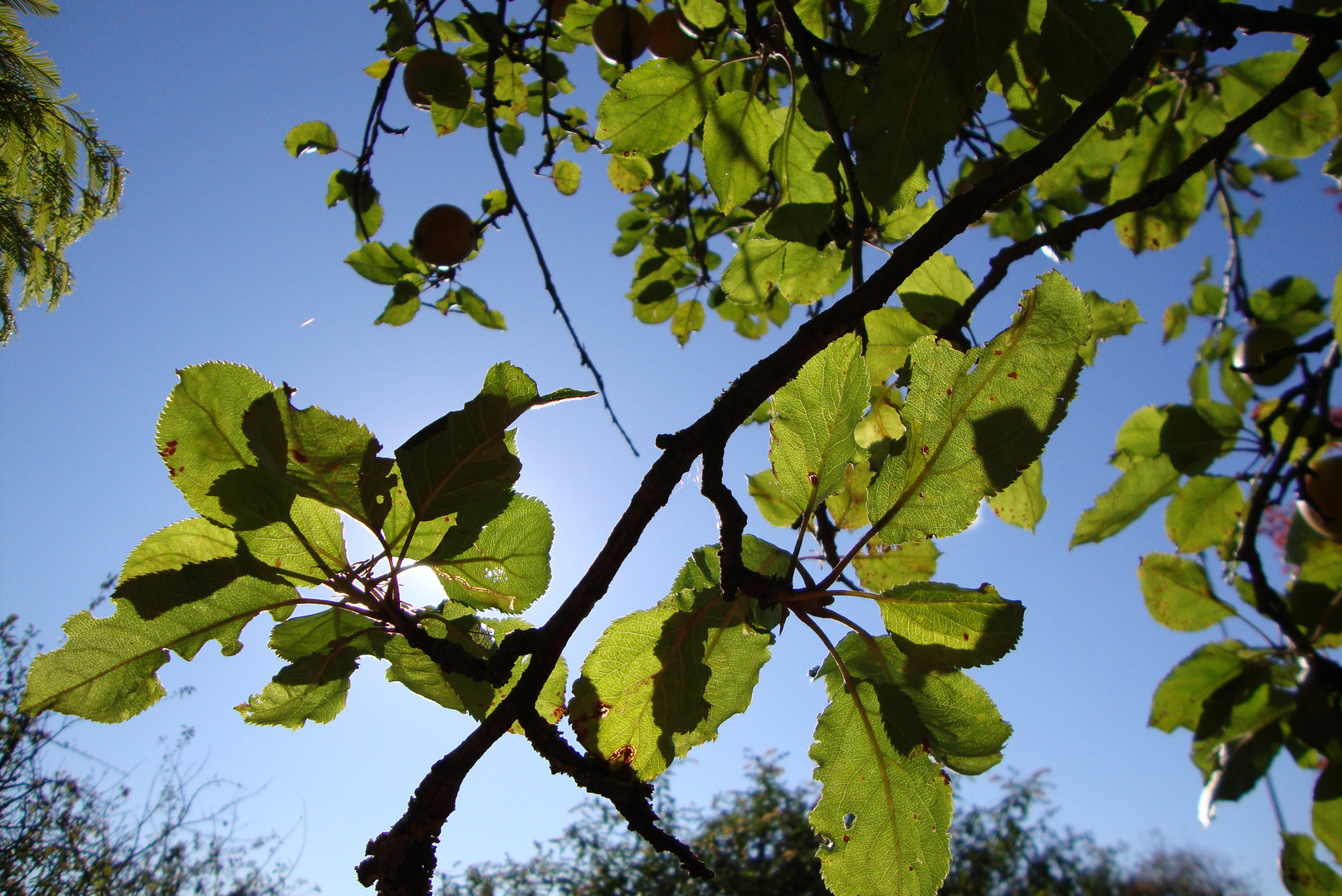 Blätter von der Sonne durchschienen