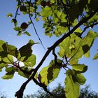 Blätter von der Sonne durchschienen