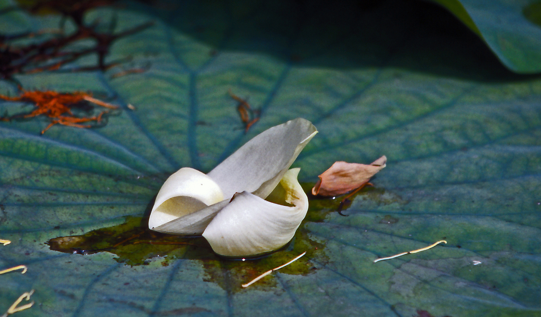 Blätter von Lotusblüten