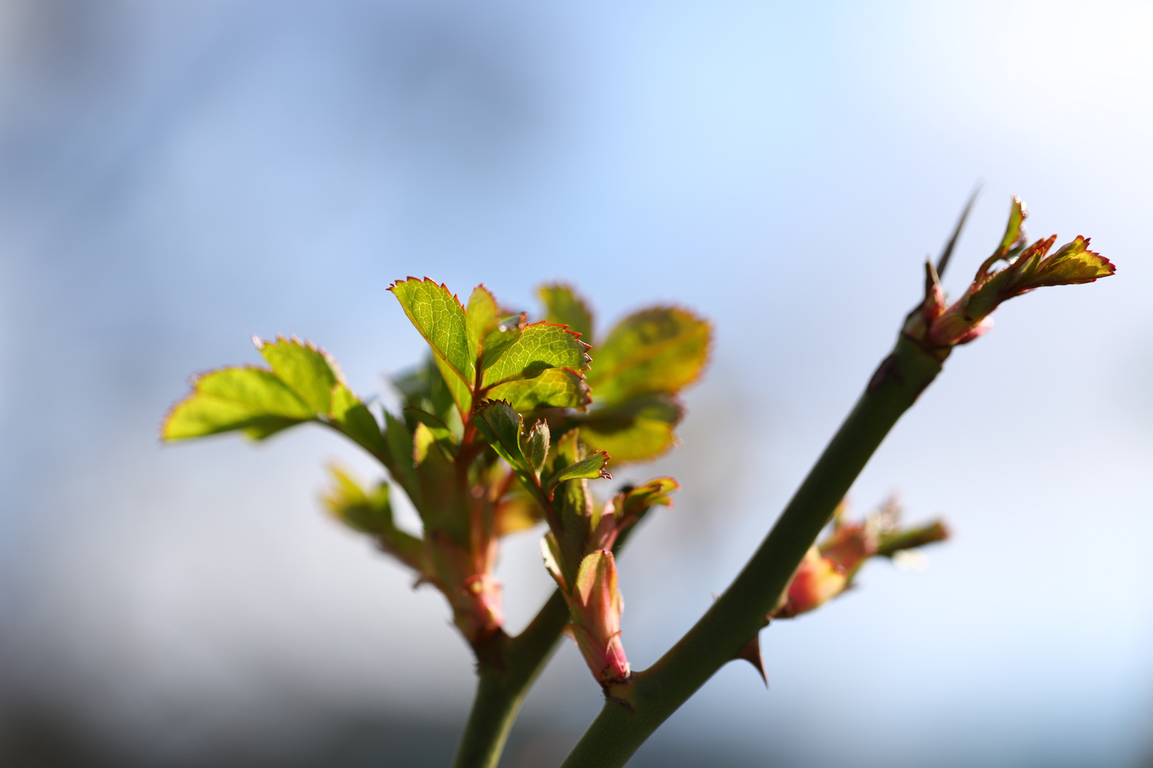 Blätter vor blauem Hintergrund