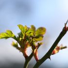 Blätter vor blauem Hintergrund