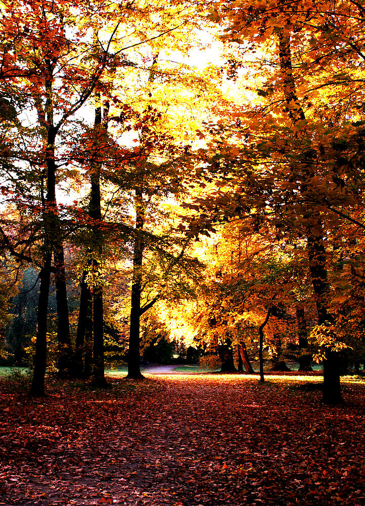 Blätter vor dem Fall