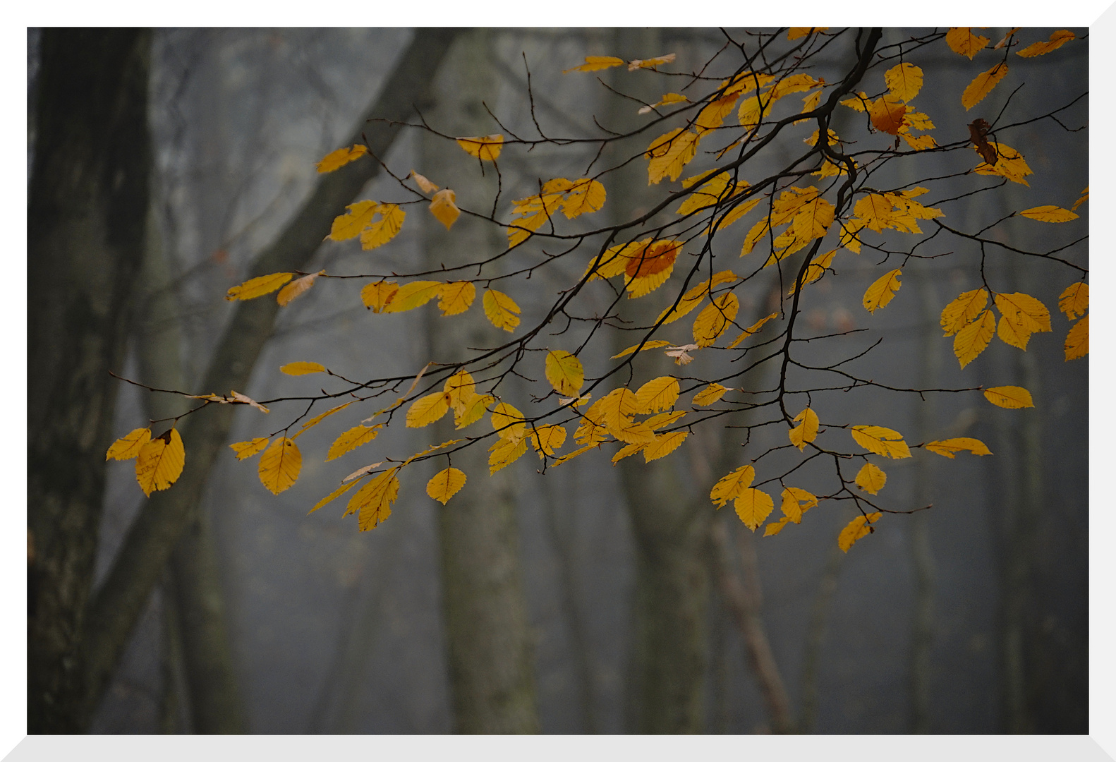 Blätter vor dem Nebel