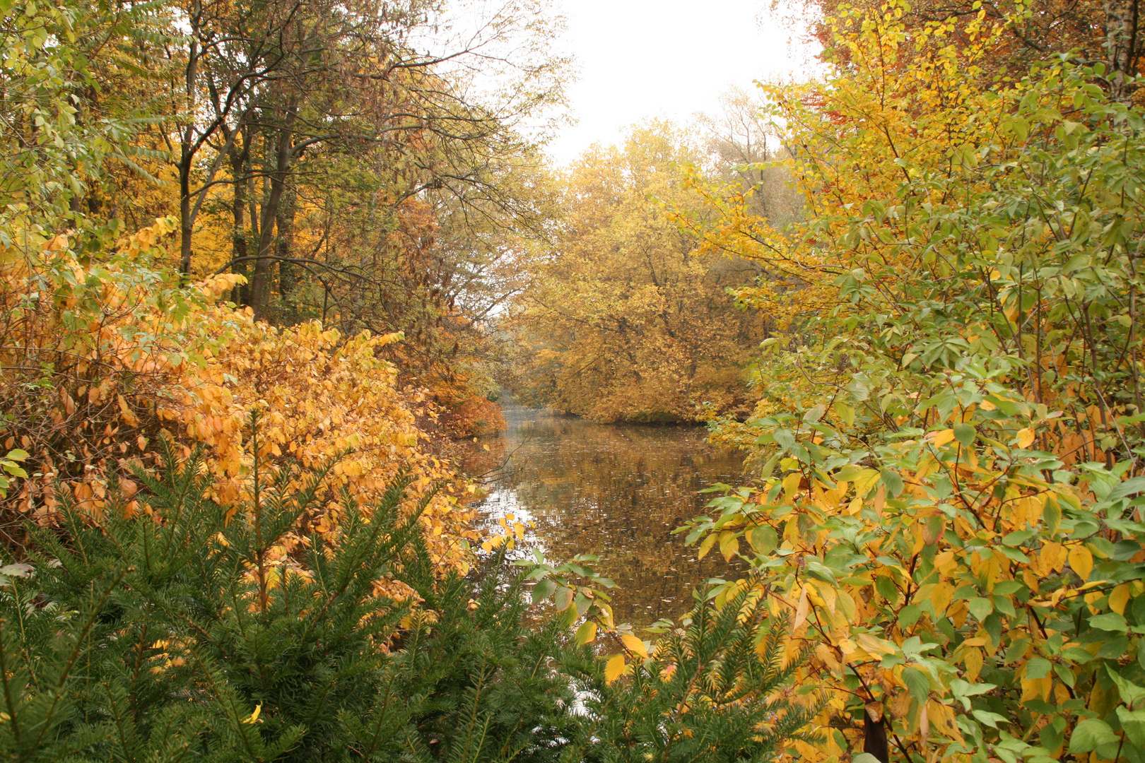 Blätter-Wald