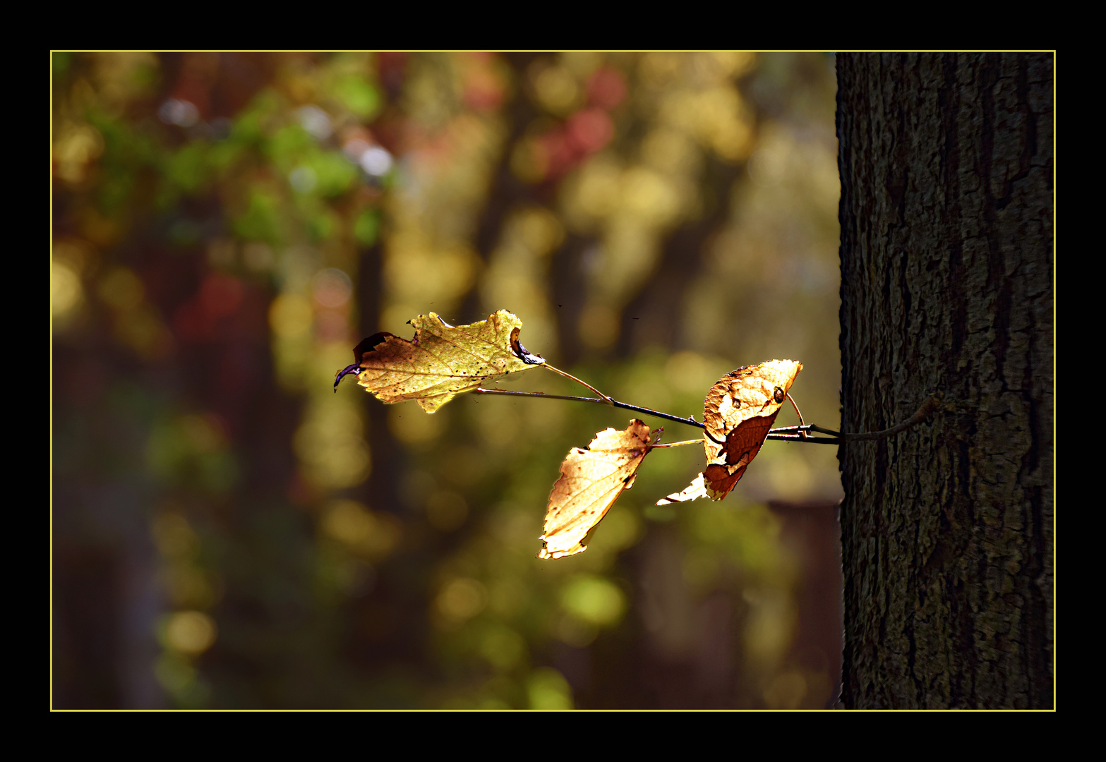 Blätter-Wald